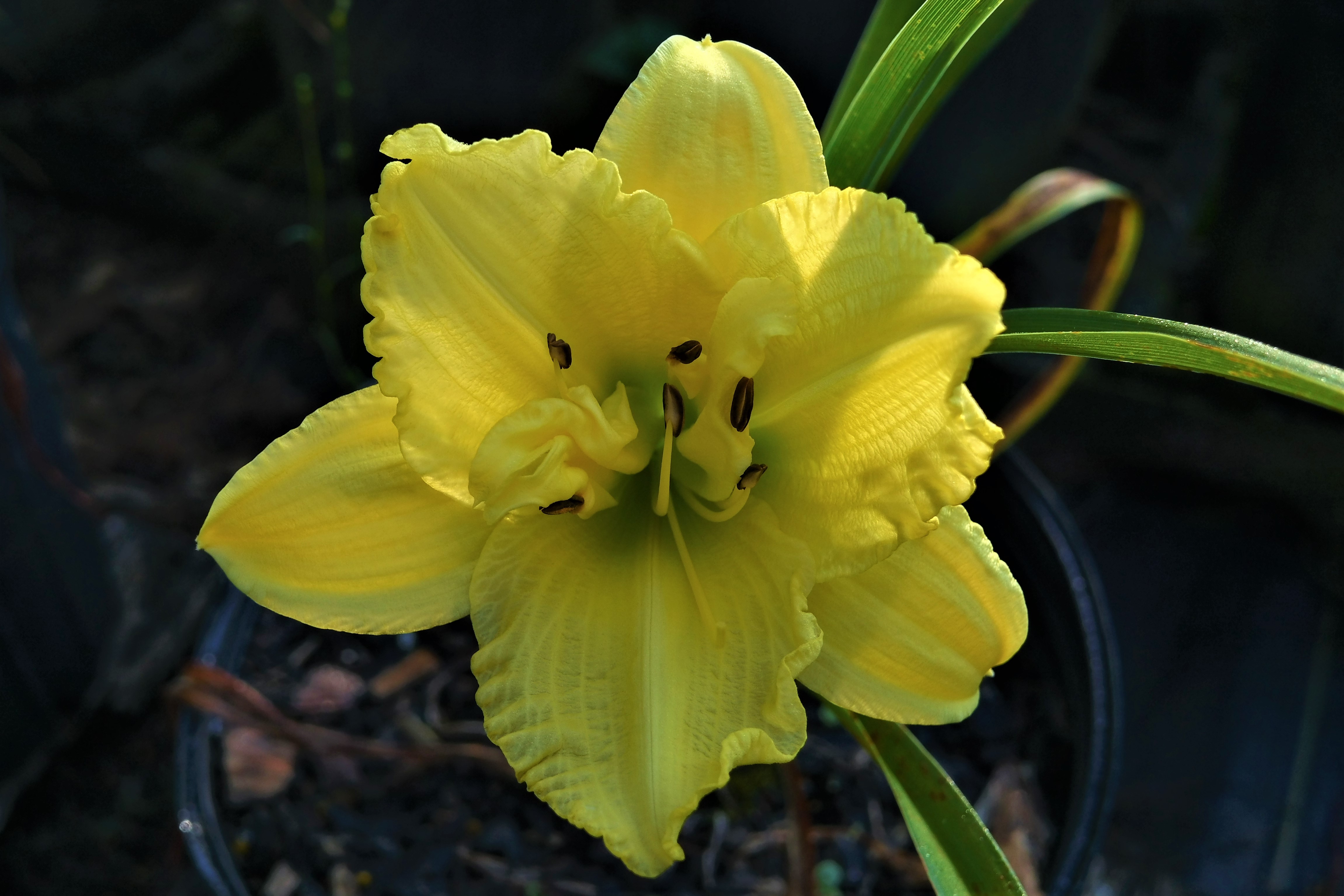 CABBAGE FLOWER